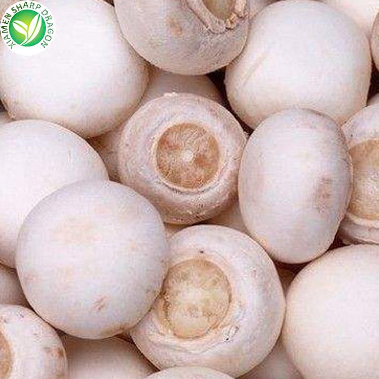 Champignon qo'ziqorinlari muzlatilgan Champignon Mushroom Frozen
