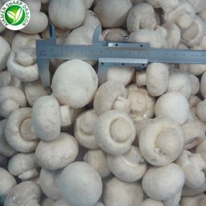 Champignon qo'ziqorin oq