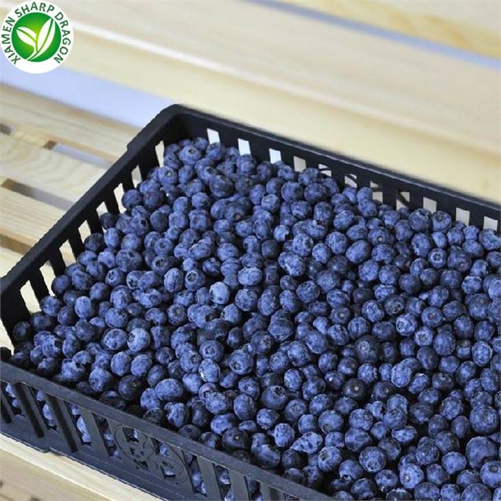 Frozen Blueberry Latest Price